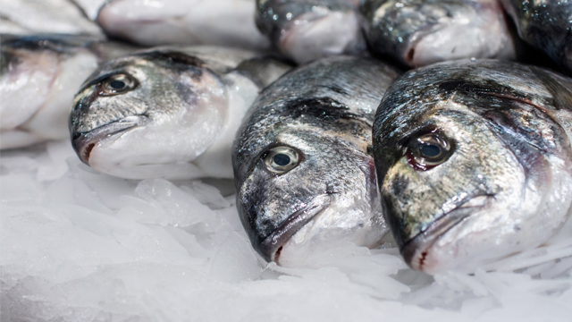 Peixe congelado
