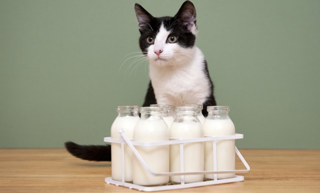 gato-bebe-leite