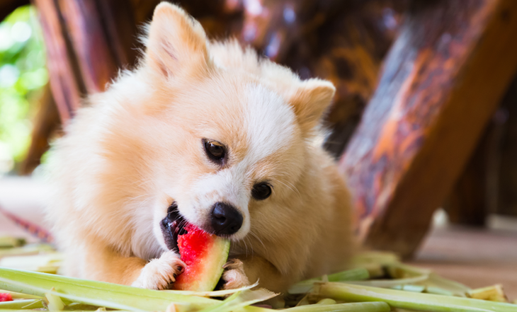 cachorro-comendo-fruta