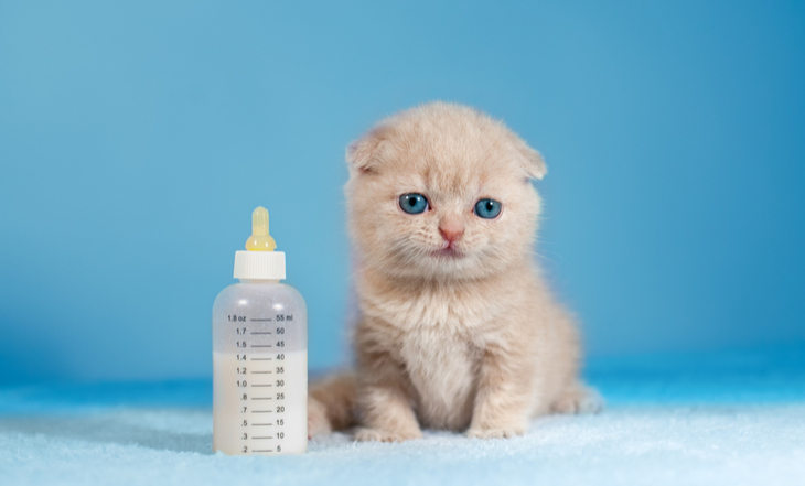 gatos-filhotes-leite