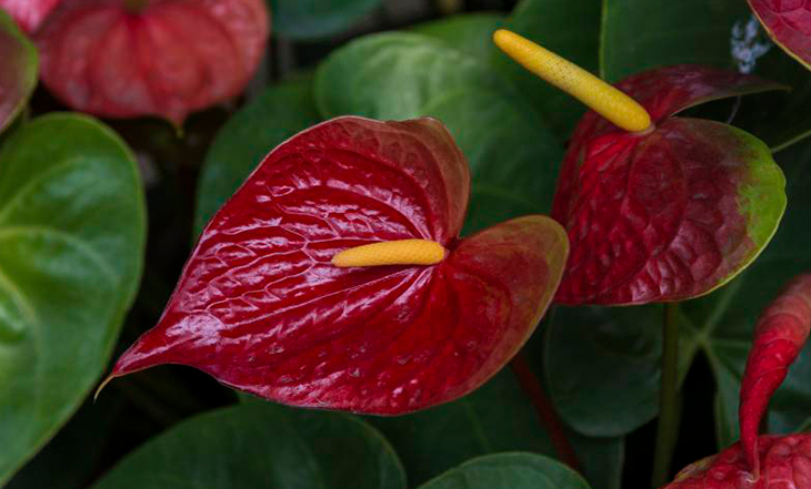 anturio
