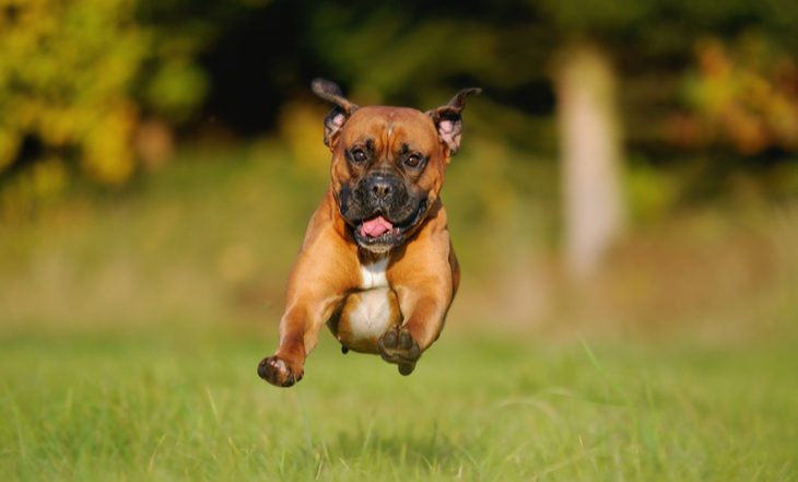boxer-dog