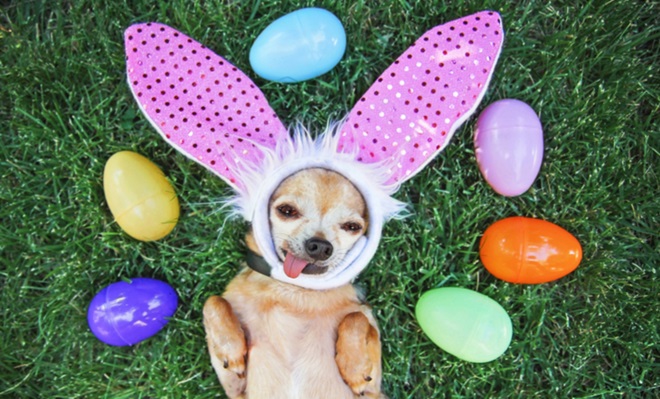 Cães e chocolates