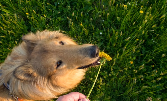 cachorro-plantas