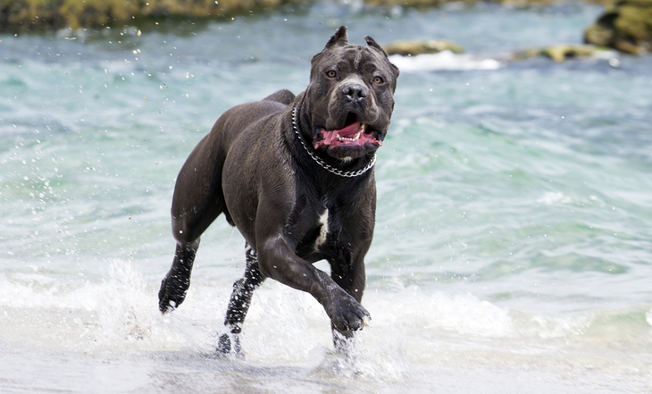 cane-corso