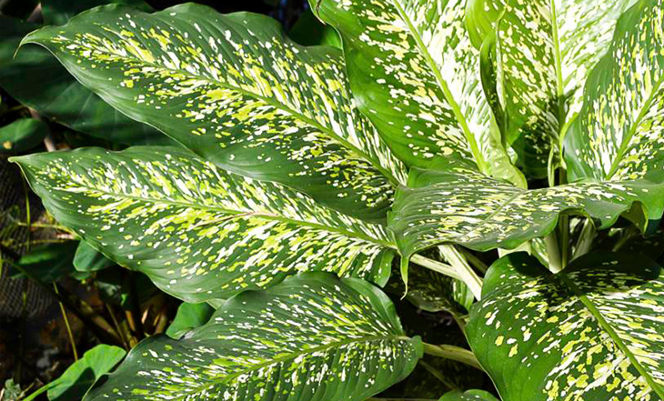 20 Plantas Que Mais Causam Intoxicacoes Em Caes E Gatos