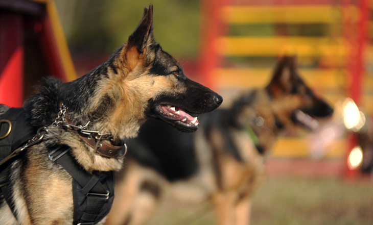 cão-de-guarda