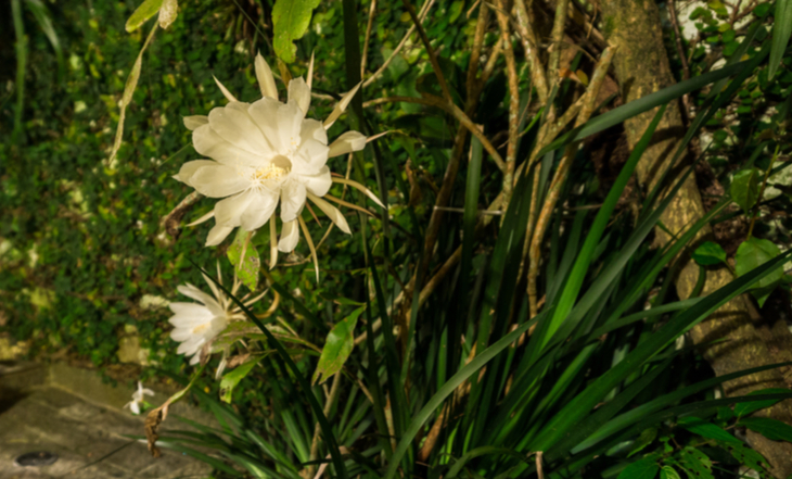 dama-danoite