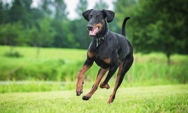 doberman
