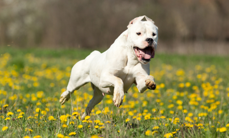 dogo-argentino