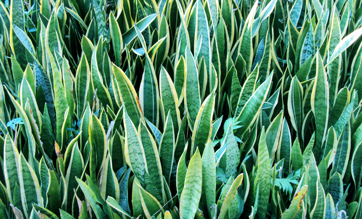 espada-de-saojorge