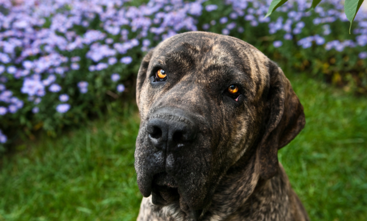 Cães de guarda: conheça as raças mais indicadas