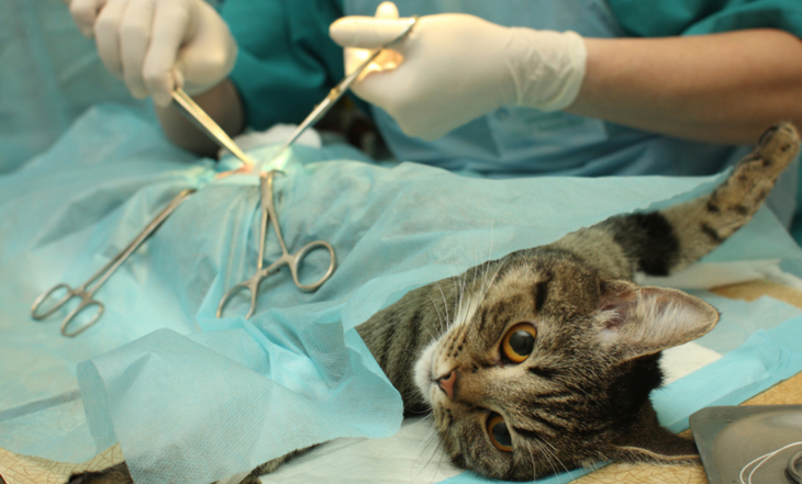 Cães de guarda: conheça as raças mais indicadas