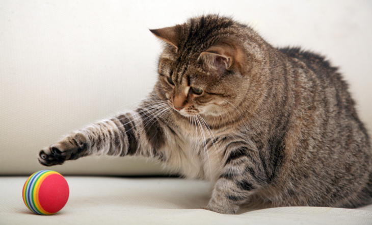 gato-brincando