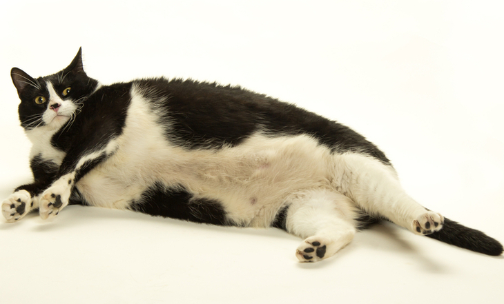 gato-obeso