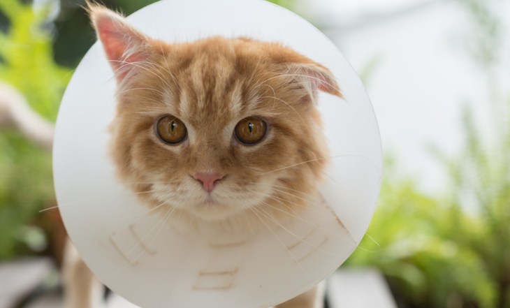 gato-pos-cirurgia