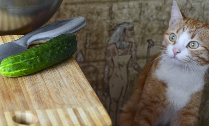 gato-susto-pepino