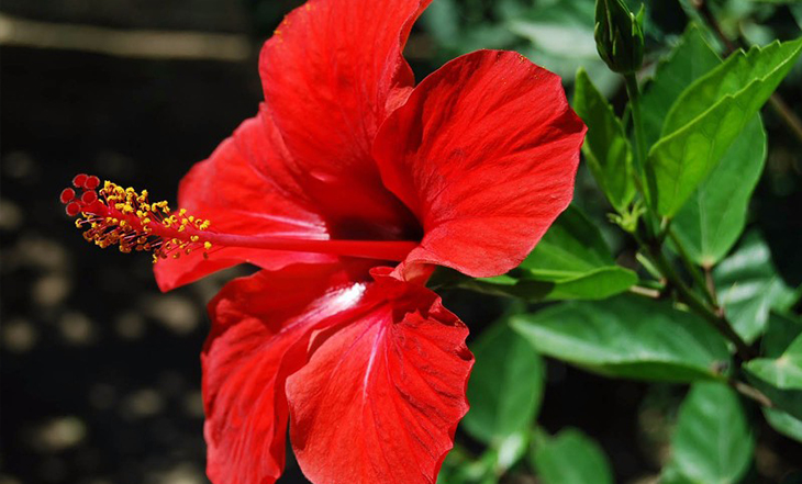 hibisco