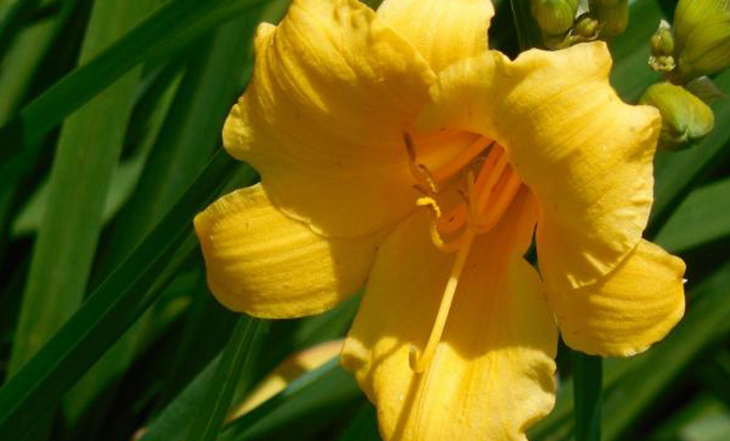 narciso