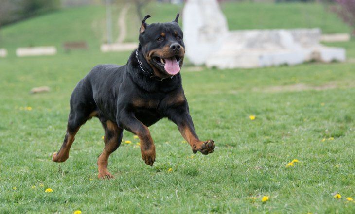 rottweilerpng