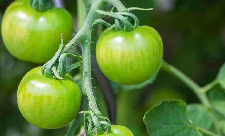 tomate-verde