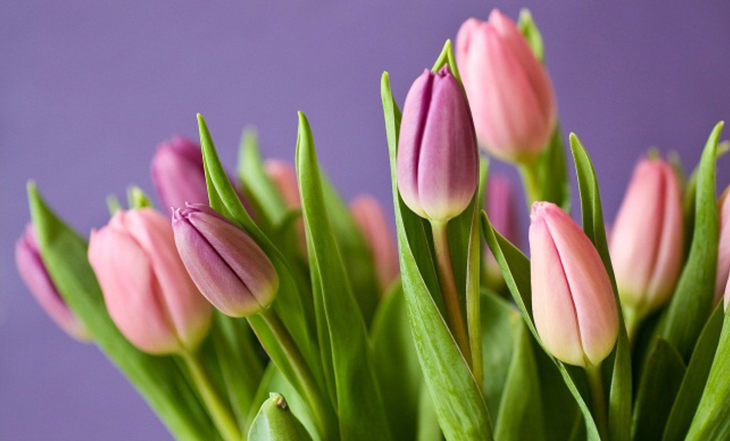 tulipa
