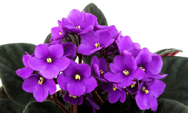 violeta