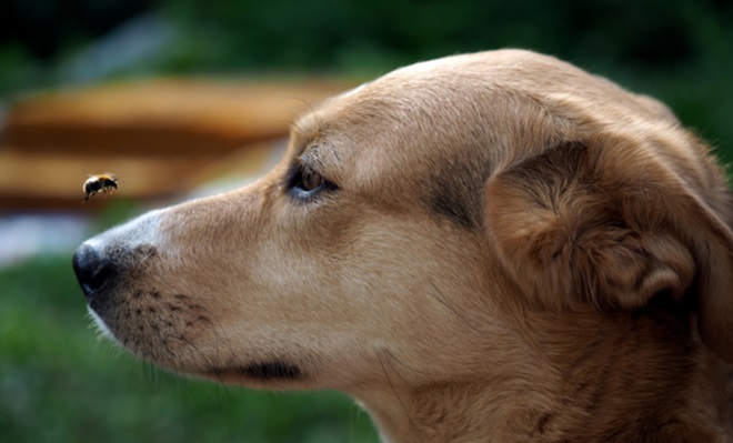 cachorro-picada-abelha