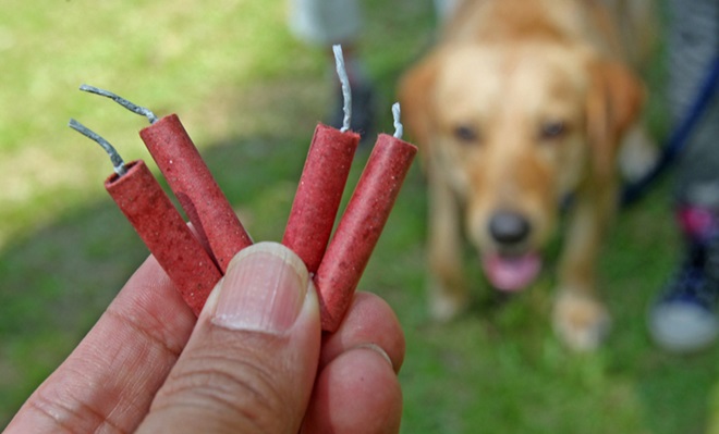 caes-medo-de-fogos