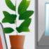 Plantas